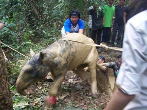 Piden medidas para preservar fauna y ambiente en Indonesia | Indonesia